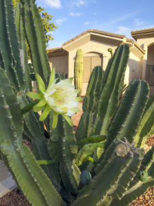 Phoenix-area homebuyers